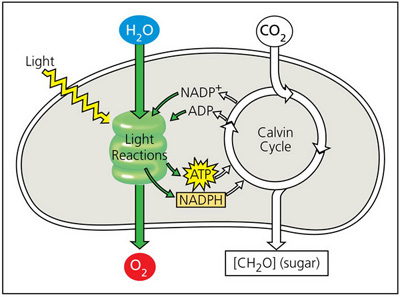 A scheme of photosynthesis consisting of two parts: light reactions and the Calvin cycle.
