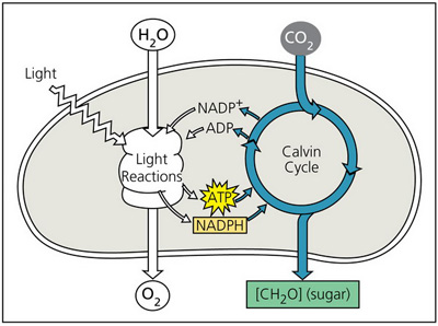 A scheme of photosynthesis consisting of two parts: light reactions and the Calvin cycle.