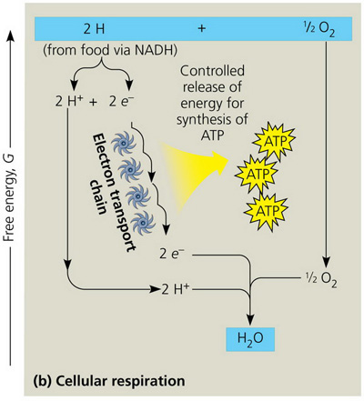 A scheme of cellular respiration. The initial compounds are 2H obtained from food via NADH and half of O2. 2H transforms into 2H plus and 2 electrons. These products have lower free energy than 2H and half of O2. Electrons lose their free energy in the electron transport chain. This energy is used for ATP synthesis. 2H plus and half of O2 lose their free energy and react with two electrons from the electron transport chain to create a water molecule that has less free energy than all the reactants.