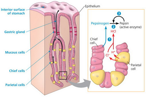The interior surface of the human stomach and its secretions. The chief cells generate pepsinogen. The parietal cells generate chlorine ions and hydrogen ions that react to make hydrochloric acid. The hydrochloric acid is used in a reaction with pepsinogen to produce pepsin, or the active enzyme. The cells taking part in this process are located in the very bottom of gastric glands.