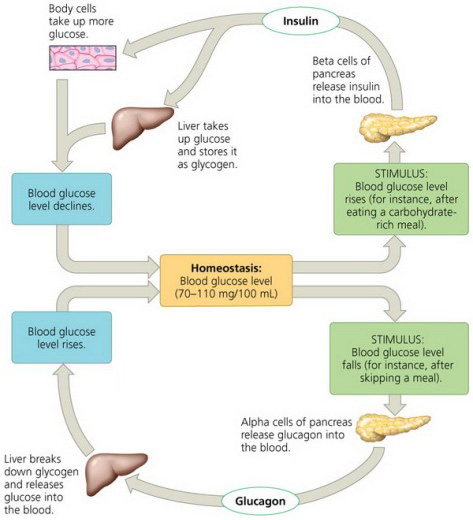 Glucose homeostasis maintained by two antagonistic hormones, insulin and glucagon. There are two cycles. In the first cycle, the stimulus is a low blood glucose level, for example, after skipping a meal. When detected, alpha cells of the pancreas release glucagon into the blood. Glucagon moves into the liver and starts to break down glycogen and release glucose into the blood until the normal level of 70 to 110 milligrams per 100 milliliters of blood is reached. In the second cycle, the stimulus is a high blood glucose level. When detected, beta cells of the pancreas release insulin into the blood. Insulin goes to the liver and to the body cells. The liver then starts to take up glucose and store it as glycogen and the body cells start to take up more glucose. As a result, the blood glucose level declines to the normal level.